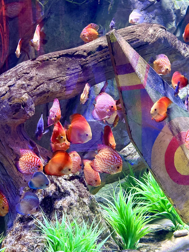 The Sea Shell-越南最大的水族館，吸睛巨型海龜造型