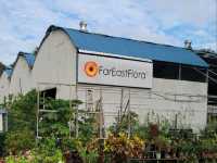 Green Nook & Golden Arches: Far East Flora by Ridout Tea Garden