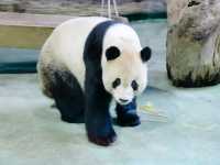สวนสัตว์ไทเป Taipei Zoo 