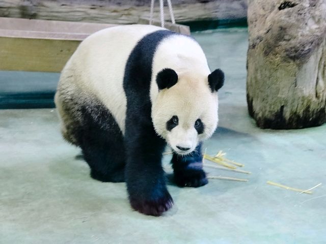 สวนสัตว์ไทเป Taipei Zoo 