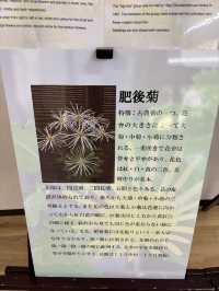 熊本水前寺成趣園-肥後六花