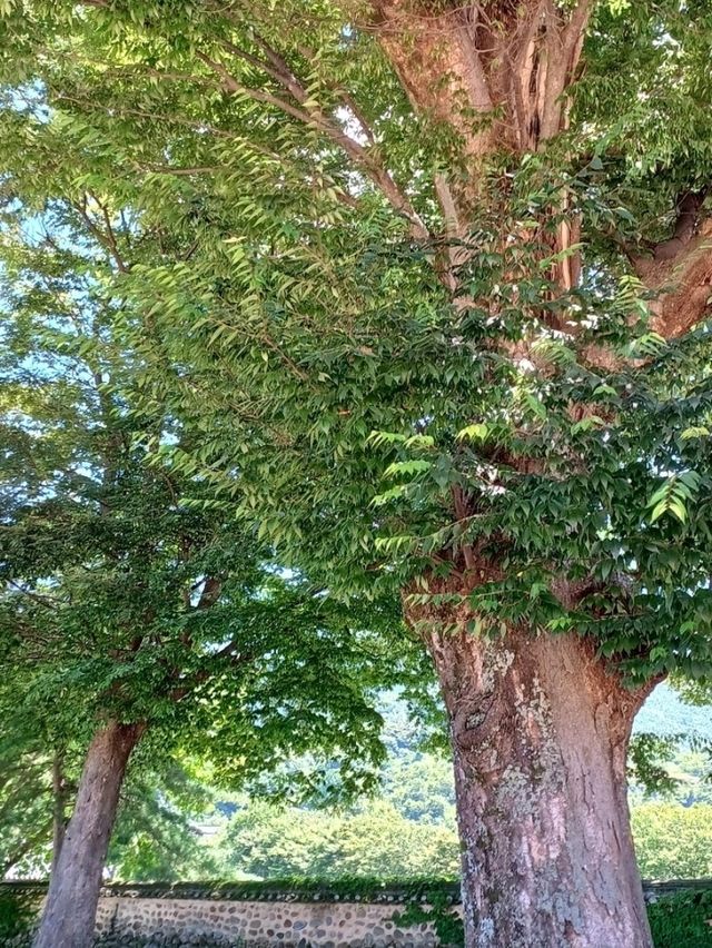 아침 산책은 보너스 선물같아요 🌞
