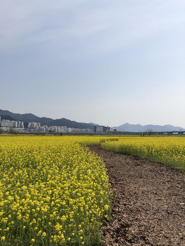 🌼 노란 봄바람 가득, 대저생태공원 유채꽃축제