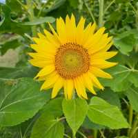夏色に染まる🌻笑顔あふれる「はがた農園」