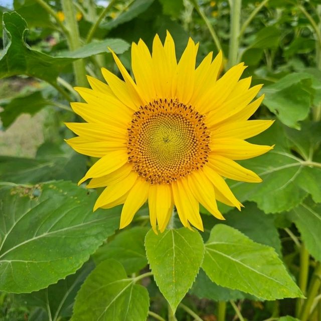 夏色に染まる🌻笑顔あふれる「はがた農園」