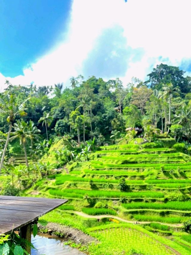 Discover the Charm of Ubud, Bali Discover the Charm of Ubud, Bali