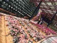 Floral Stair Illusion: How to Turn a Cameron Highlands Hill into Monet's Canvas and a Poet's Garden