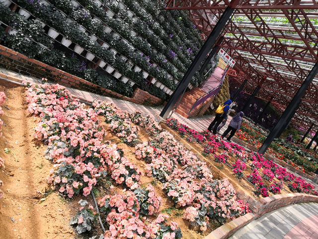 Floral Stair Illusion: How to Turn a Cameron Highlands Hill into Monet's Canvas and a Poet's Garden