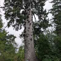 Olympic National Park (WA)
