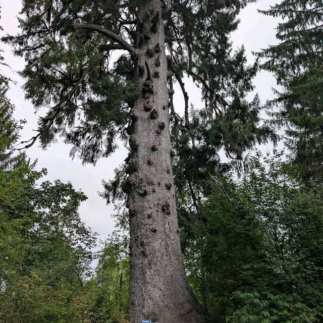 Olympic National Park (WA)
