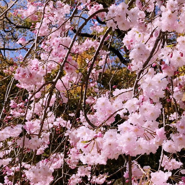 🌷横浜公園のチューリップと近場観光の組み合わせプラン