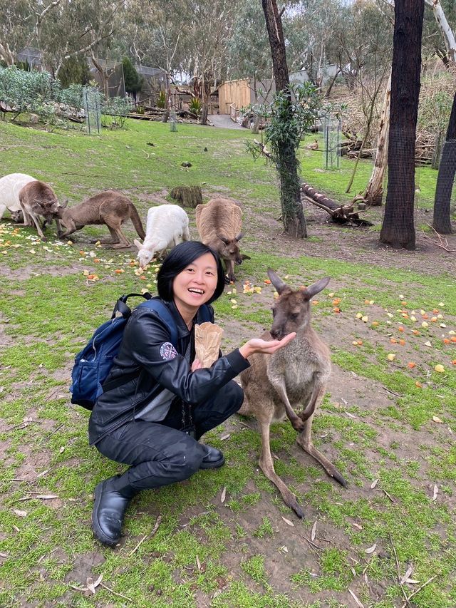 澳洲阿得雷德、墨爾本+新加坡親子遊