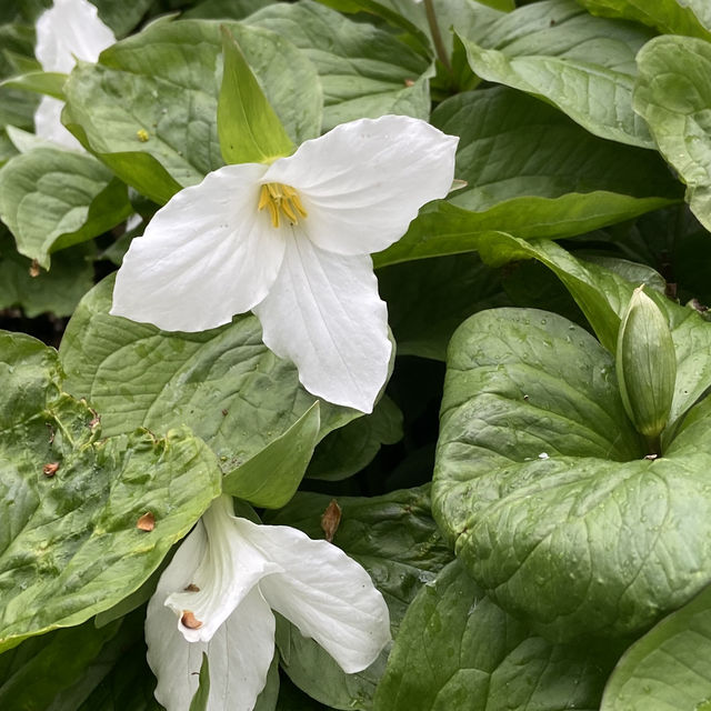 Dreamy Nature in Royal Botanic Gardens (Edinburgh)