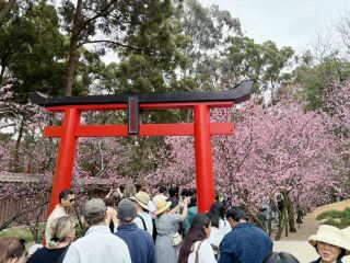 Auburn Botanic Gardens: A Must-Visit for Sydney's Cherry Blossom Season