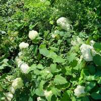 Megunticook Falls – Camden’s Cascade at the Heart of Town