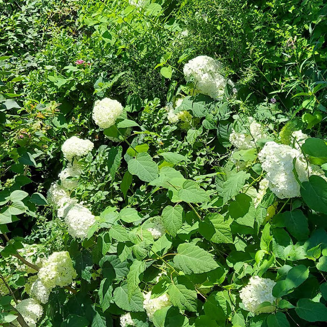 Megunticook Falls – Camden’s Cascade at the Heart of Town Megunticook Falls – Camden’s Cascade at the Heart of Town