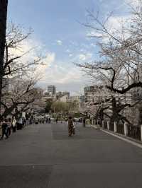 2025.03.28 櫻花季東京獨旅五天四夜行程 p6 第四天行程大公開(5.17:30千鳥淵（千鳥ヶ淵）)