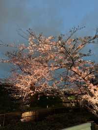 2025.03.28 櫻花季東京獨旅五天四夜行程 p6 第四天行程大公開(5.17:30千鳥淵（千鳥ヶ淵）)