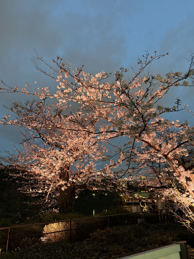 2025.03.28 櫻花季東京獨旅五天四夜行程 p6 第四天行程大公開(5.17:30千鳥淵（千鳥ヶ淵）)