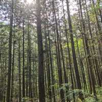 天然氧吧！🌿廣西賀州姑婆山旅遊區
