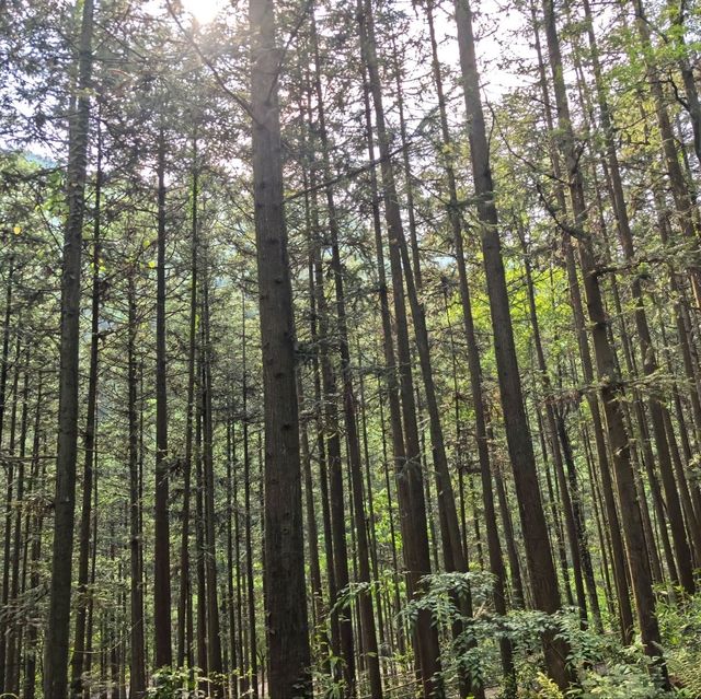 天然氧吧！🌿廣西賀州姑婆山旅遊區