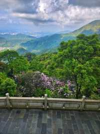 深圳梧桐山杜鵑花廊打卡必試🌸