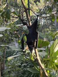 ๐ Hidden Gem in Bali โ Kemenuh Monkey River