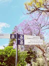 🌳 UWA: Where Ancient Trees Frame Modern Education in Nature's Grand Amphitheater! 🎓