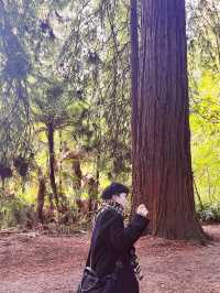 🌳 Redwood Forest, Rotorua: Walk Among Giants in a Californian Dream! 🌲