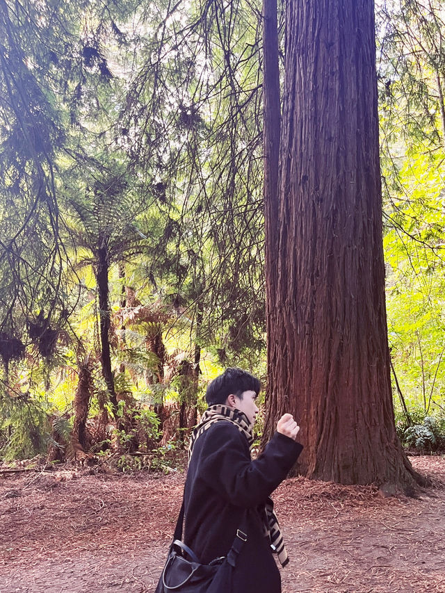 🌳 Redwood Forest, Rotorua: Walk Among Giants in a Californian Dream! 🌲