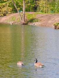 🇬🇧영국 리치먼드 완전정복!