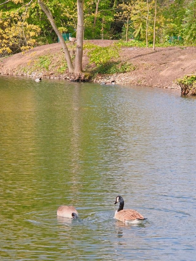 🇬🇧영국 리치먼드 완전정복!