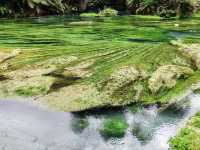 Pure Blue: New Zealand's Blue Spring