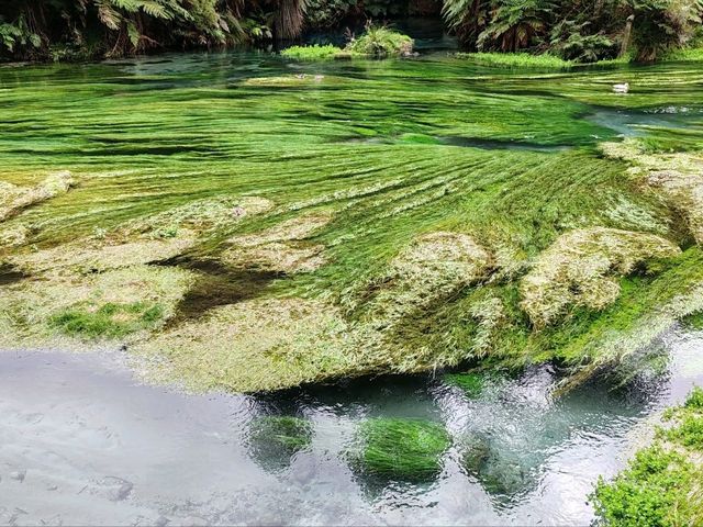 Pure Blue: New Zealand's Blue Spring
