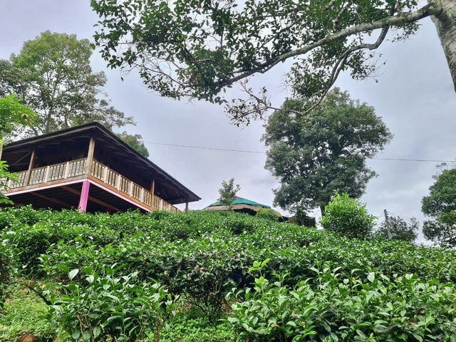 ไร่ชาลุงเดช เชียงใหม่ 🍵🌿🍃