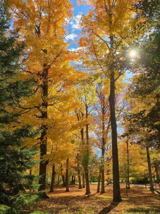 Surrounded by a golden glow of happiness