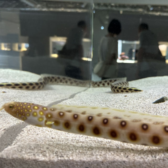 北海道札幌市中心- AOAO SAPPORO水族館 北海道札幌市中心- AOAO SAPPORO水族館