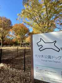 🍁 Autumn Colors & Puppy Joy at Yoyogi Park