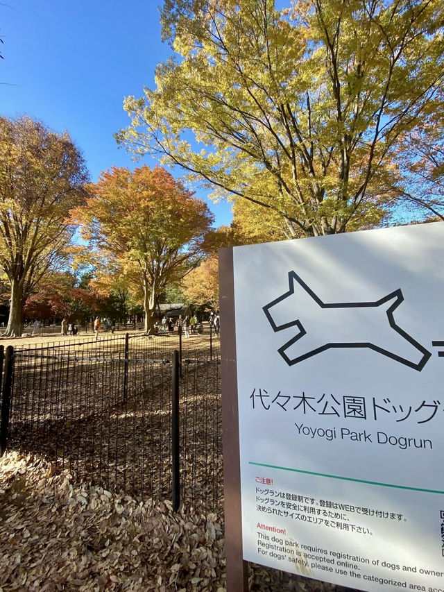 🍁 Autumn Colors & Puppy Joy at Yoyogi Park