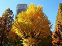 🍁ชมฤดูใบไม้เปลี่ยนสีที่อุเอโนะ (Ueno Park)