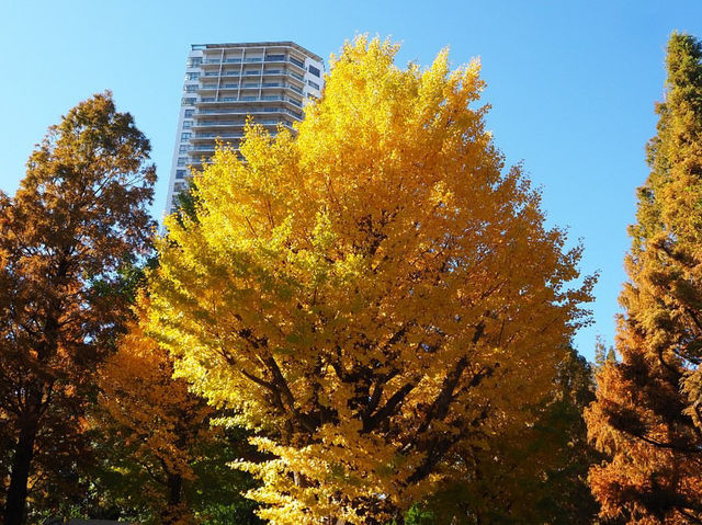 🍁ชมฤดูใบไม้เปลี่ยนสีที่อุเอโนะ (Ueno Park)