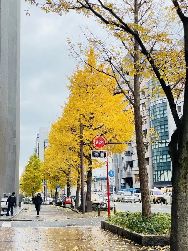 在福岡市區漫步欣賞紅葉