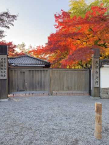 บรรยากาศใบไม้เปลี่ยนสีที่นารา เกียวโต และโอซาก้า