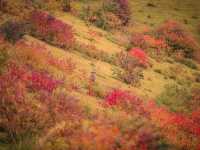 🍁 Mount Wakakusa – Autumn’s Deer Paradise Above Nara 🌄🦌
