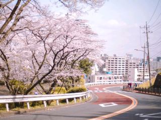 🌸 走進吉卜力場景——《聖跡櫻丘》，真正的“側耳傾聽”