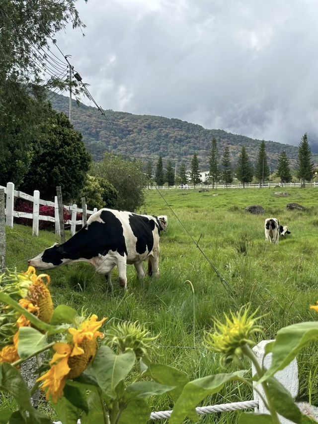 Fresh air, green hills, and happy cows—Kundasang perfection🐄⛰️ Fresh air, green hills, and happy cows—Kundasang perfection🐄⛰️