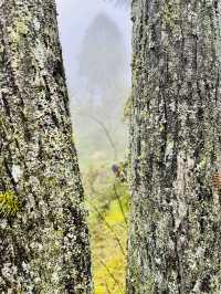 Ham Rong Magic🌄🌳☁️