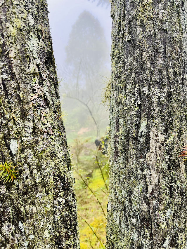 Ham Rong Magic🌄🌳☁️ Ham Rong Magic🌄🌳☁️