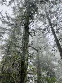 Ham Rong Magic🌄🌳☁️