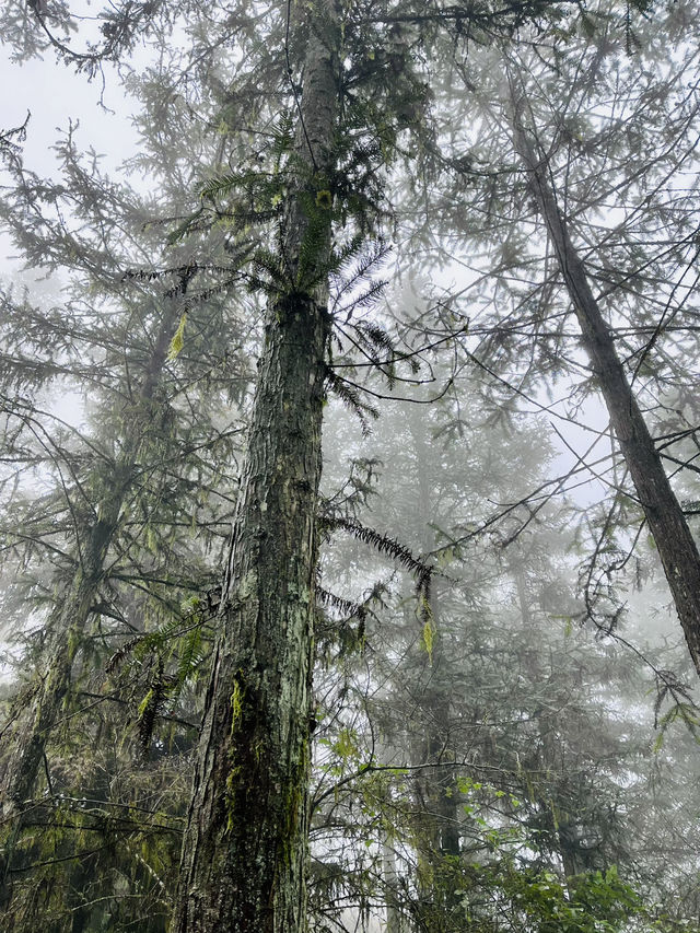 Ham Rong Magic🌄🌳☁️ Ham Rong Magic🌄🌳☁️